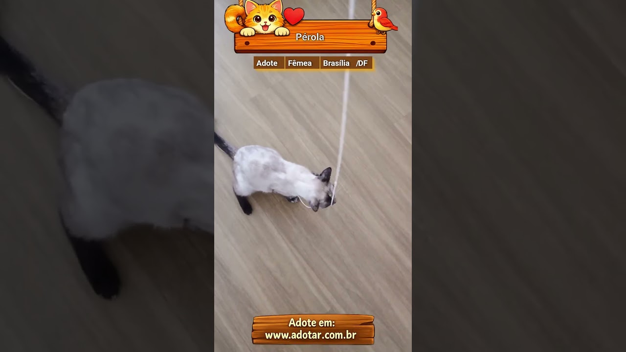 Gato raça Siamês idade 7 a 11 meses nome Pérola