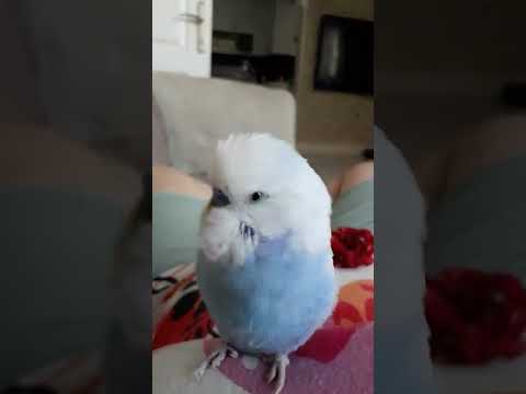 Hem şarkı söylüyor hem konuşuyor