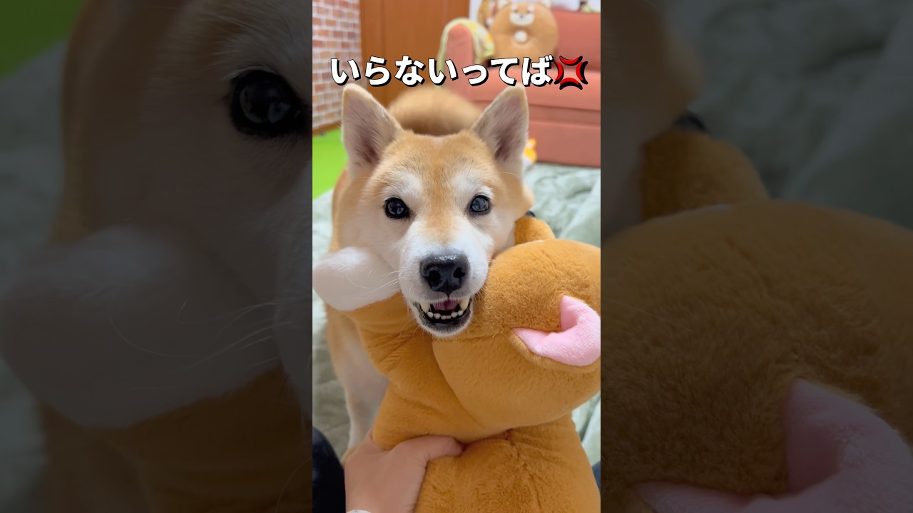 かわいいストーカー😂#柴犬 #shibainu #shorts