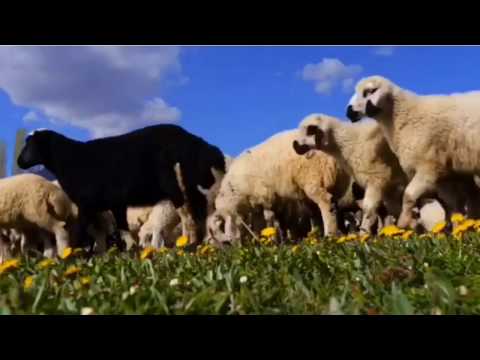 Ayşe Şewaqî - Hespê Kümet Şene (Canlı Performans)