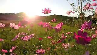 Download lagu Beautiful Sunrise 🌻🌞 & The Flowers No copyright music 🎺🎸 mp3 Download lagu Beautiful Sunrise 🌻🌞 & The Flowers No copyright music 🎺🎸 mp3