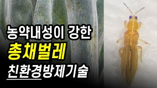[터치정보農 40편] 농약으로 잡기 까다로운 총채벌레 친환경방제기술이 정립