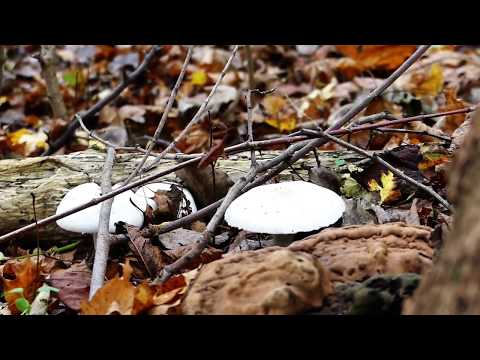 SNAKSEN - HERBSTWETTER | 16 BARS + HOOK