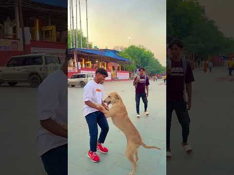 Best dogs are handshake and love me ❤️😍 #funnydogs #petshub #dogflip #agilitydog #dogtrick