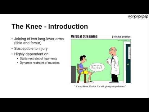 The Knee | Overview of Anatomy, Kinesiology and Biomechanics