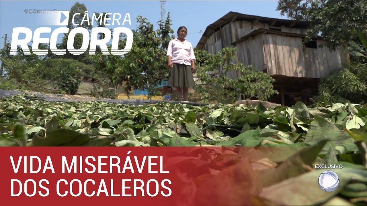 Vida miserável dos cocaleros contrasta com mundo milionário do tráfico