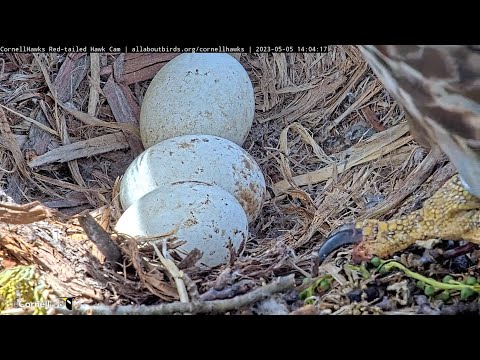 Quick View of Hatching Eggs as Big Red Takes Over Incubation | May 5, 2023 | #CornellHawks