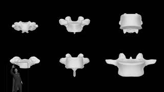 Variety of Vertebrae