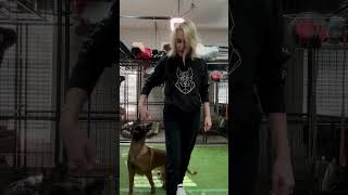 30 Malinois posiciones