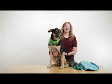 How to backcountry ski with your dog