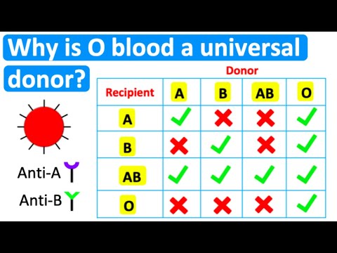 Why is O blood a universal donor? 🤔 | Easy science lesson