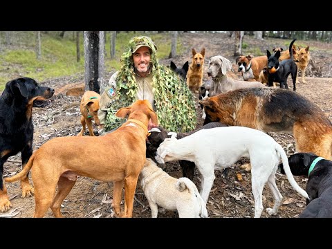 Can These Dogs Find Their Veteran Dad Hiding in the Bush? | Farm Family Life | Happy Dog Videos