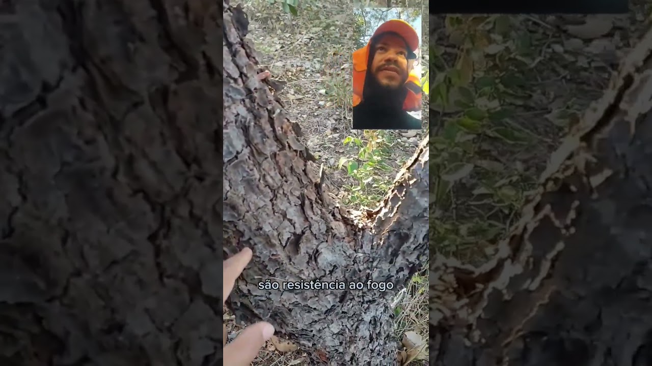 Biólogo no Cerrado! Isso é só o começo! #biologiacomprofcabelo