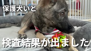 【️保護犬】突然の右半身麻痺…検査結果が出ました。