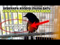 Beberapa Kondisi Murai Batu Yang Sulit Dapatkan Birahi Meskipun Sudah Di Jor Ef