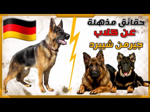 , title : 'معلومات و حقائق مذهلة عن كلاب الجيرمن شيبرد || German Shepherd'