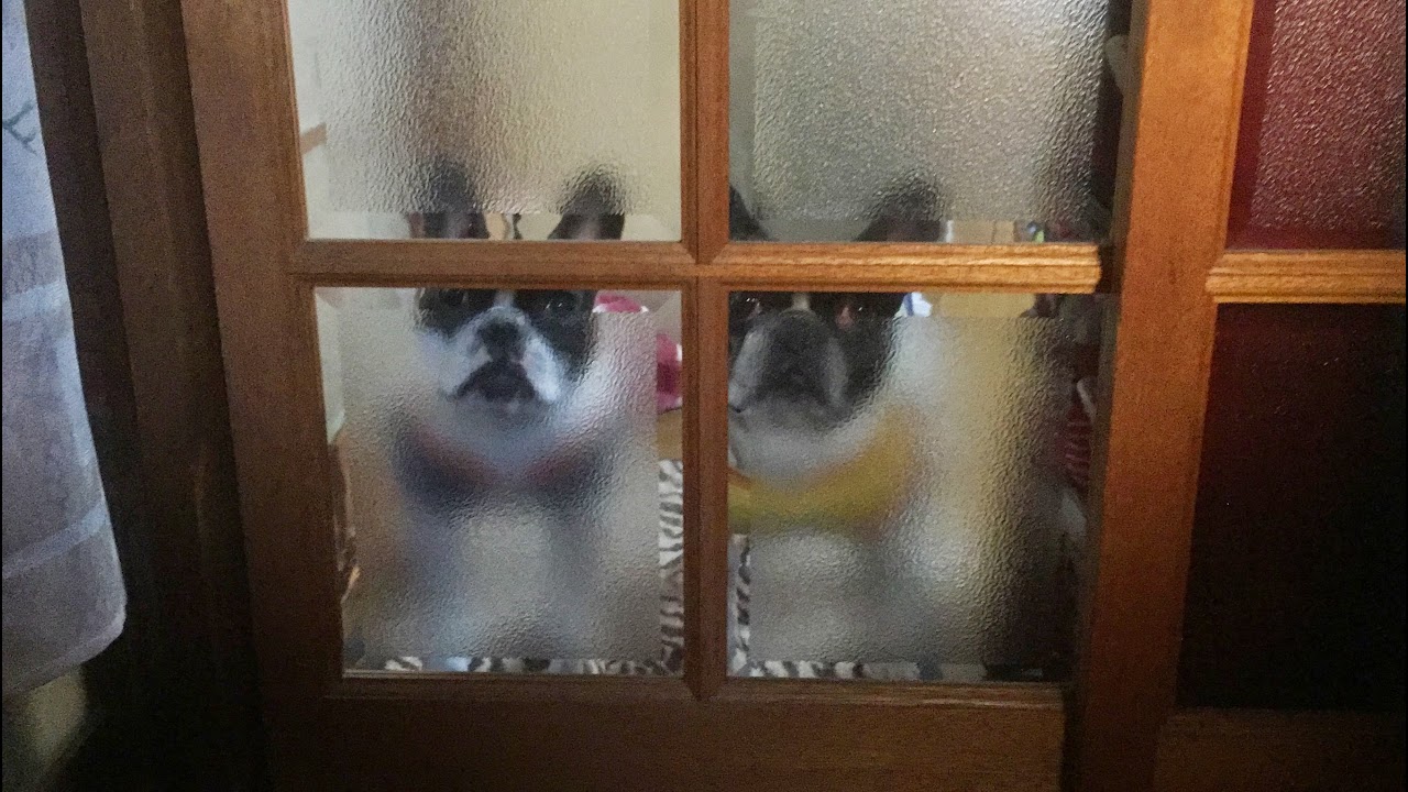 はまぎん のライブ配信