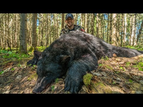 download lagu mp3 mp4 Quebec Bear Outfitters, download lagu Quebec Bear Outfitters gratis, unduh video klip Quebec Bear Outfitters