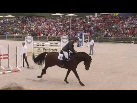 Palmares v.Peking x Amantus Hengstparade Moritzburg 2014