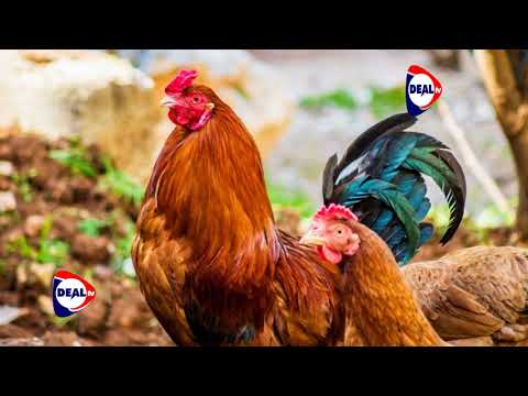 , title : 'Try Sasso chicken this year and make millions  Farm Magic – Deal TV Africa'
