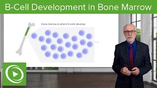 B-Cell Development in the Bone Marrow – Lymphocyte Development | Lecturio