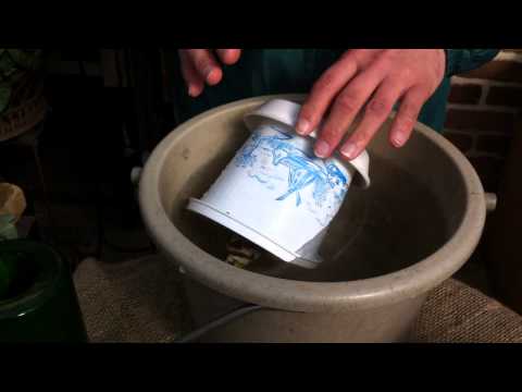 開花のピークを達成するために、鉢の中のアマリリスにうまく水をやる方法は？  庭園