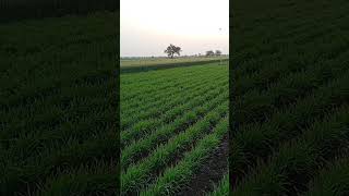 Download lagu 9 February 2026 mp3