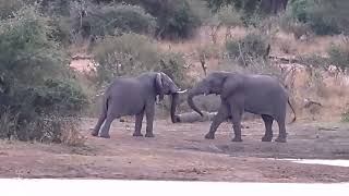 Elephant Bulls Test Strength!🐘💪💯