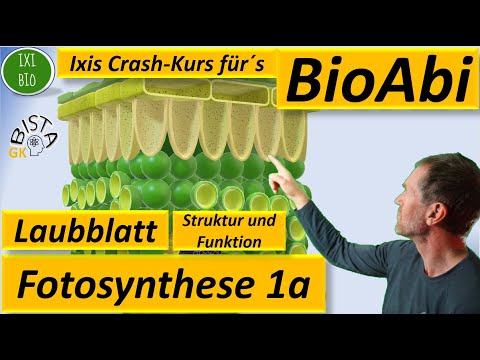 Fotosynthese 1a Skizze Querschnitt Laubblatt + Bau und Funktion Blatt - BioABi