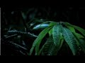 Barish Status Barish Whatsapp Status Full Screen Rain Status For Whatsapp Rain Status