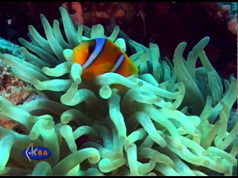 Twoband anemonefish (Amphiprion bicinctus)