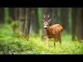 #StayHome with Peaceful Relaxing Music, Nature Walk #WithMe "Spring Woodland Meadows" by Tim Janis