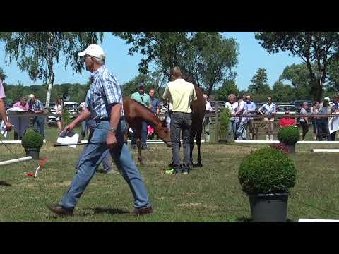Sudweyher Fohlenschau 2018 - Kat.-Nr. 21