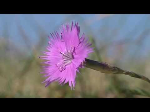 download lagu mp3 mp4 Dianthus Gallicus, download lagu Dianthus Gallicus gratis, unduh video klip Dianthus Gallicus