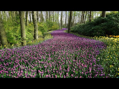 4K Wirtualny spacer po lesie 🌲 Muzyka relaksacyjna i śpiew ptaków w lesie - Muzyka natury 🌲