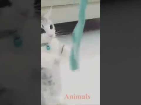 #short #shorts #shorts #cute #cute #adeel #adeel #subscribe #youtubeshorts