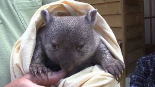 preview picture of video 'Wombat rescue'