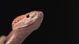 Florida's Venomous Snakes 01/10 - Copperheads