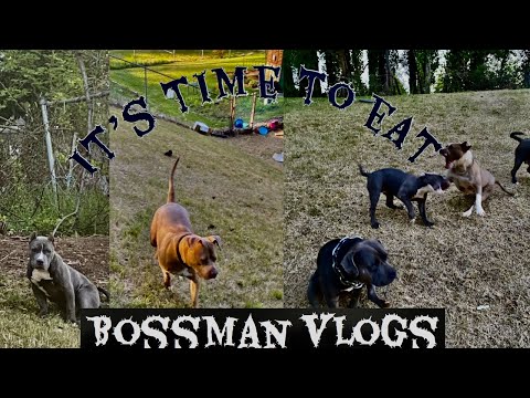 FEEDING TIME FOR MY BULLY AN BLUE PIT BULL. BREAKFAST TIME (AMERICANBULLY) {BLUEPITBULL}