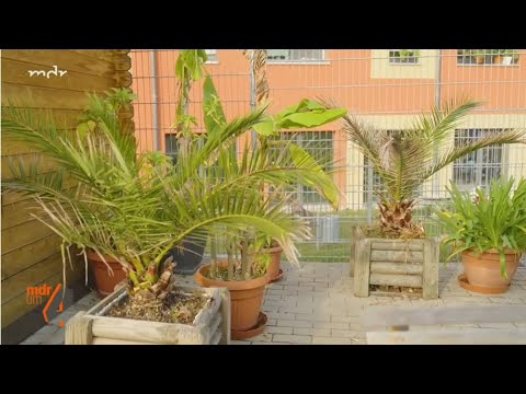 🌴Palmen brauchen Dünger🌴
