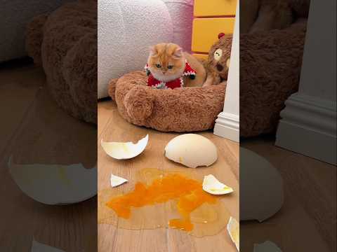 We Thought It Was a Dinosaur Egg… But Our Cat Had Other Plans!
