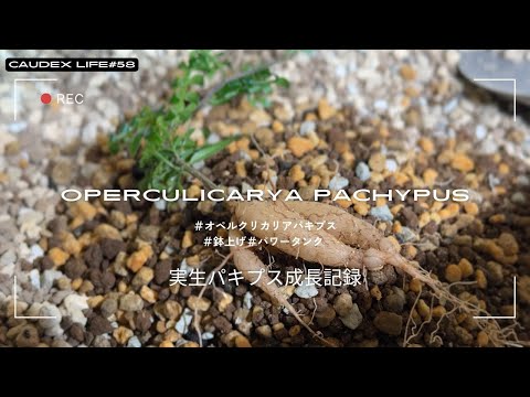 コークスクリューヘーゼル 植物