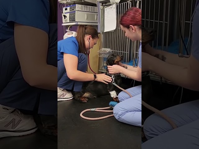 Vídeo relacionado con Academia de VETERINARIA (UNA PROFESION POR DESCUBRIR)