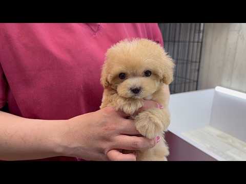YouTube動画のサムネイル