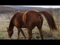 Mare In Heat Winking And Peeing
