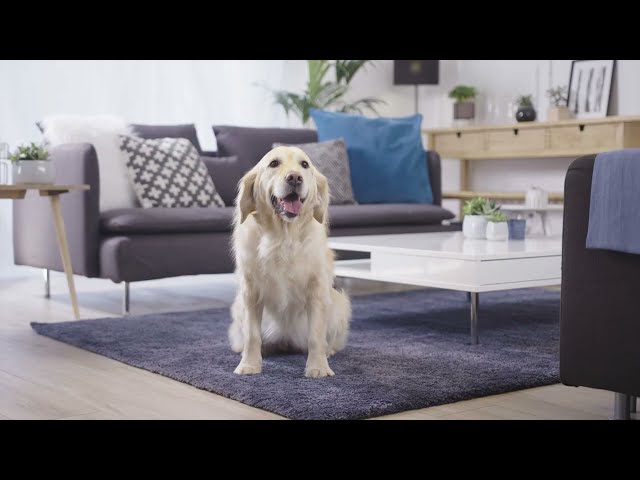 Rowenta Air Force Flex 560 Animal Care & Car 100W Verde/Blanco video