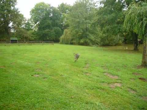 Journée de détente à la campagne (Suite)