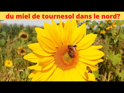 peut on produire du miel de tournesol dans le nord de la france ?
