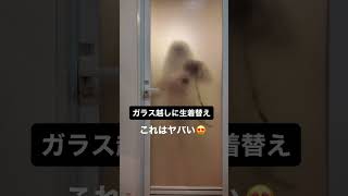 ガラス越しに生着替え|She changes through the mirror.　#shorts  #美女 #可愛い # Japanese #Girl #student