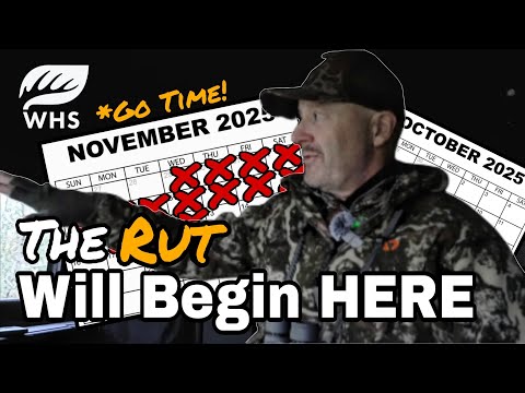 Wann beginnt die Brunft? Sichere Anzeichen und wie man sie jagt